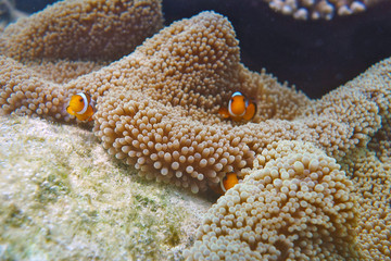 Pesce Pagliaccio e Anemoni