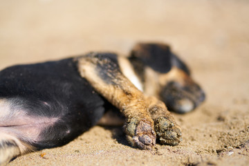 Fototapeta premium Puppy sleeping on the beach