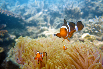 Pesce Pagliaccio e Anemoni