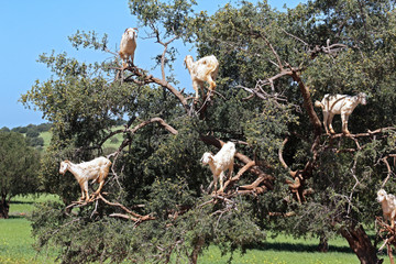 Goats grazing in an argan tree in Morocco