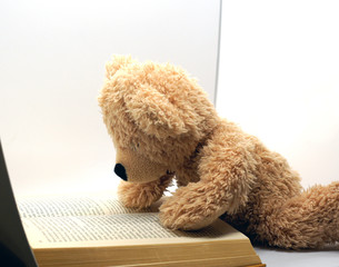 lesender flauschiger weicher teddy bär auf weißem hintergrund