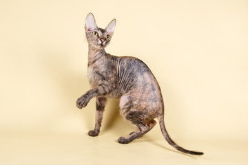 Ukrainian Levkoy sphinx on colored backgrounds