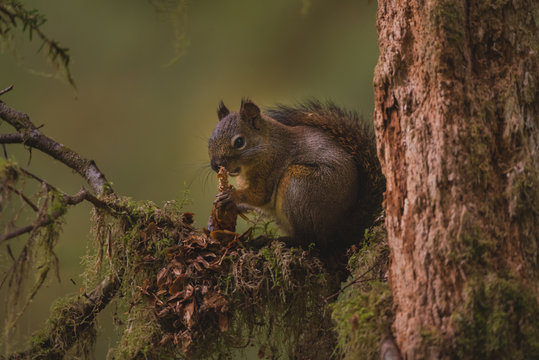 Squirrel in Carmanah