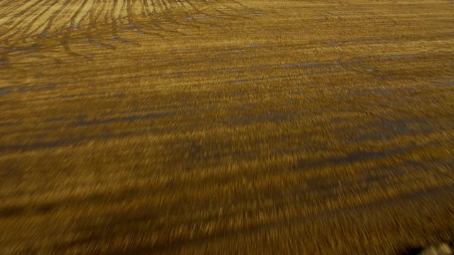 Aerial view of commercial rice growing fields Northern California