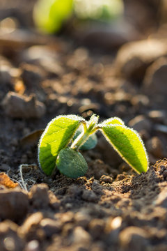 plantule soja gel