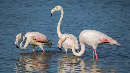 Flamencos rosas en las Marismas del Ampurdán