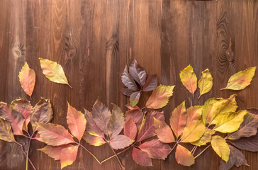 Obraz premium bright red and colorful leaves of wild grapes on the wooden background. autumn season. background texture of leaves of wild grapes. autumn background
