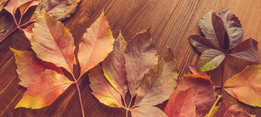 bright red and colorful leaves of wild grapes on the wooden background. autumn season. background texture of leaves of wild grapes. autumn background