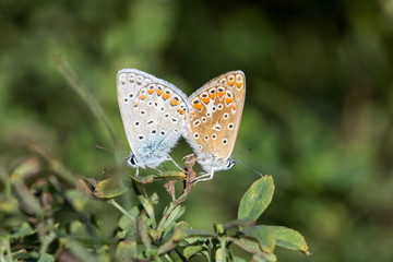 Fototapeta na wymiar accouplement papillon azuré commun