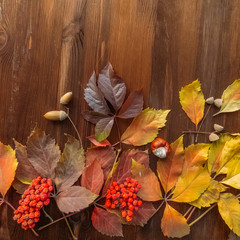 Obraz premium bright red and colorful leaves of wild grapes on the wooden background. autumn season. background texture of leaves of wild grapes. autumn background
