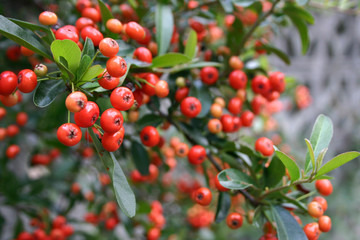 Bright Autumn Firethorn Berries, Food For Birds, Close Up