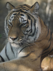 みんなの動物たち