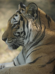 みんなの動物たち