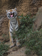 みんなの動物たち