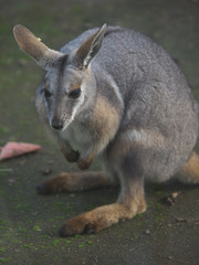 みんなの動物たち