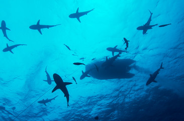 Many sharks under boat
