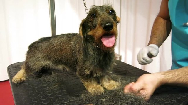 grooming a hard-haired dachshund, the toilet performs the work with the dog held in place with a chain on a table, it is performed the stripping and cutting of the hair in excess