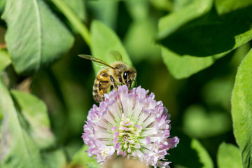 abeille qui butine trèfle violet