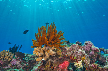 Healthy coral with sunlight