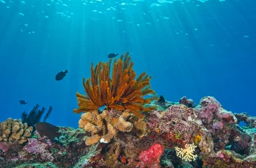 Rolgordijnen Healthy coral with sunlight © The Ocean Agency