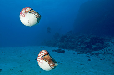 Two nautiluses