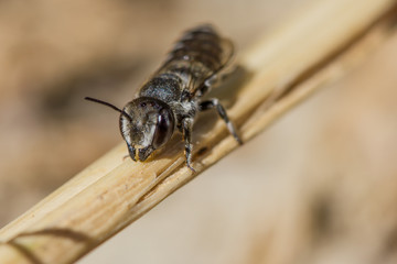 megachile rotundata