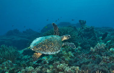 Swimming green turtle