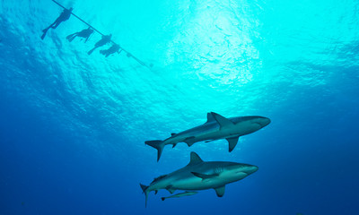 Sharks near dive line
