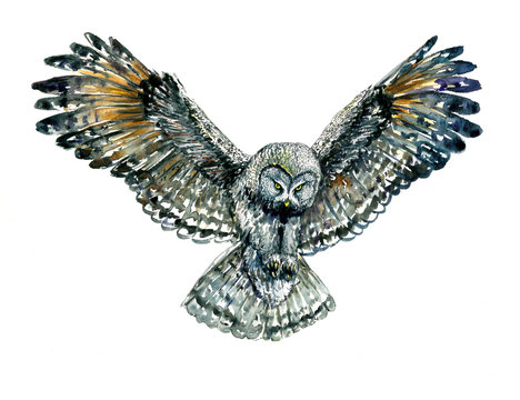 Owl flying with whide open wings, trying to catch something with its claws, front view, isolated watercolor illustration