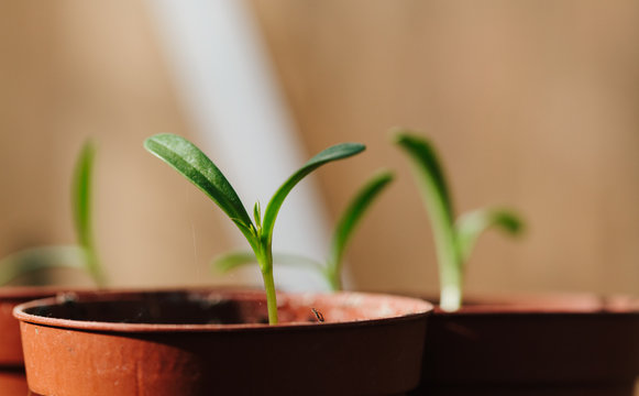Young plant seedlings growing in small pots in a greenhouse