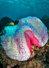 Clownfish in bleached anemone