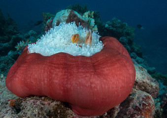 Clownfish in bleached anemone