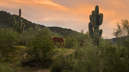 Wild Among Giant Saguaros