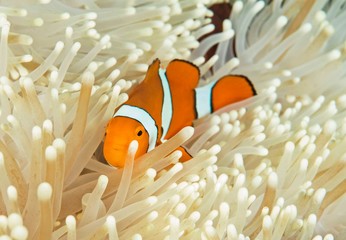 Clownfish in Anemone