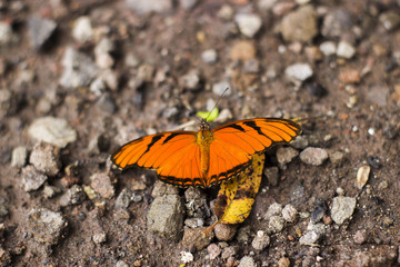 orange butterfly