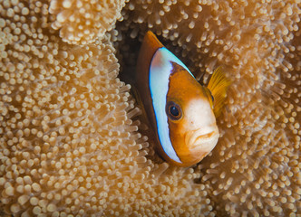 Clownfish in healthy anemone
