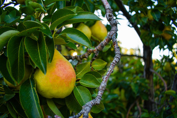 Ripe pears on a tree
