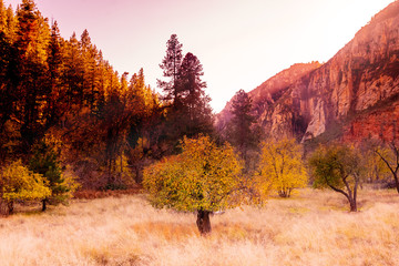 Sedona,  Arizona, a tree changing in fall colors.