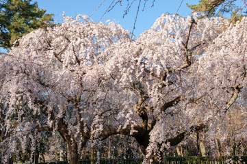 京都御所の桜