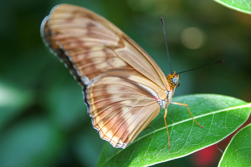 tan butterfly macro