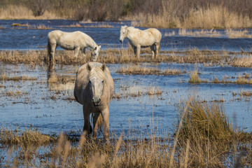 Caballos de la camarga en las Marismas del Ampurdán, Girona