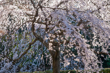 京都御所の桜