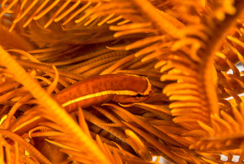 Orange fish in Crinoid