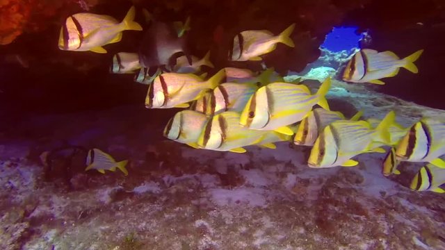Mexico, Scuba, Diving, Sea, life, ocean, water, diver, underwater, filming, video, film.