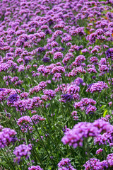 field of purple flowers