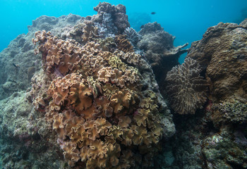 Naklejka na ściany i meble Cluster of Sarcophyton soft corals