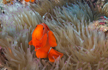 Clownfish in anemone home