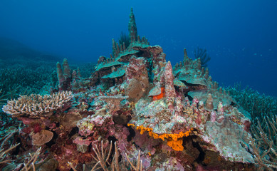 Healthy coral reef in Australia