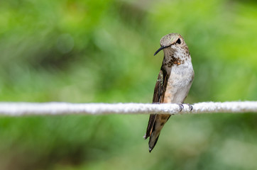 Rufous Hummingbird Perched on a Piece of White Clothesline