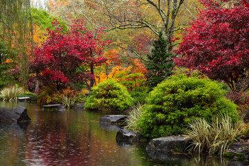 Spectacularly colorful maple trees and foliage by a pond in the Japanese Garden at Gibbs on a rainy, fall day.